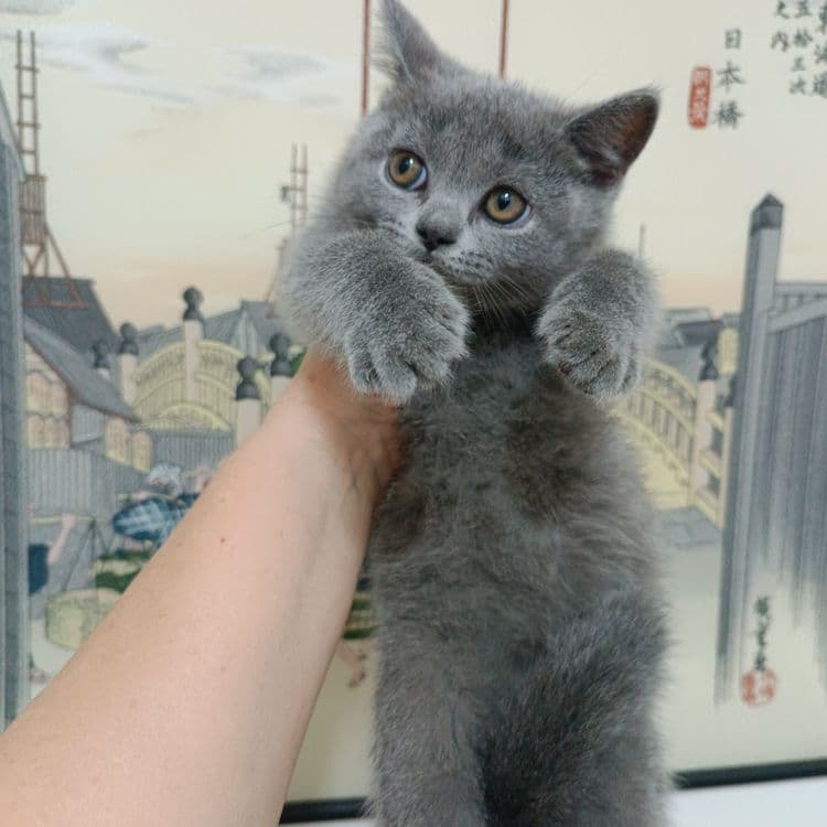 Продается котёнок скоттиш страйт — 2