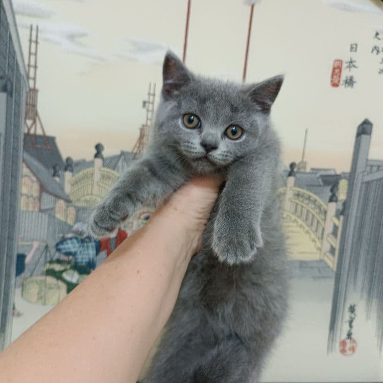 Продается котёнок скоттиш страйт — 3
