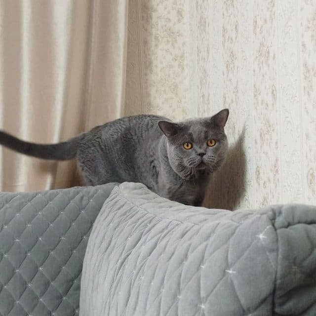 Продается котёнок скоттиш страйт — 4