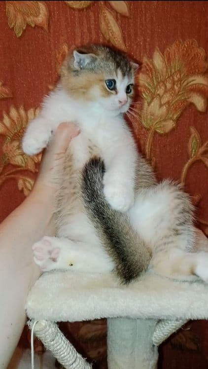 Очень сладкий малыш шотланский фолд, цвет золотой биколорный — 7