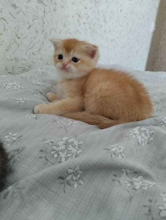 Плюшевые малыши ищут свой дом — 2