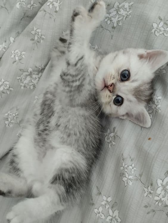 Плюшевые малыши ищут свой дом — 3