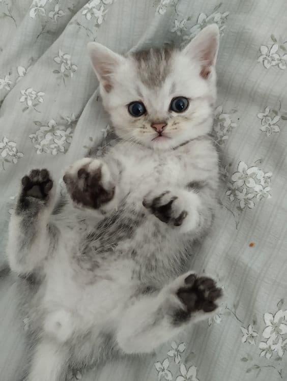 Плюшевые малыши ищут свой дом — 4