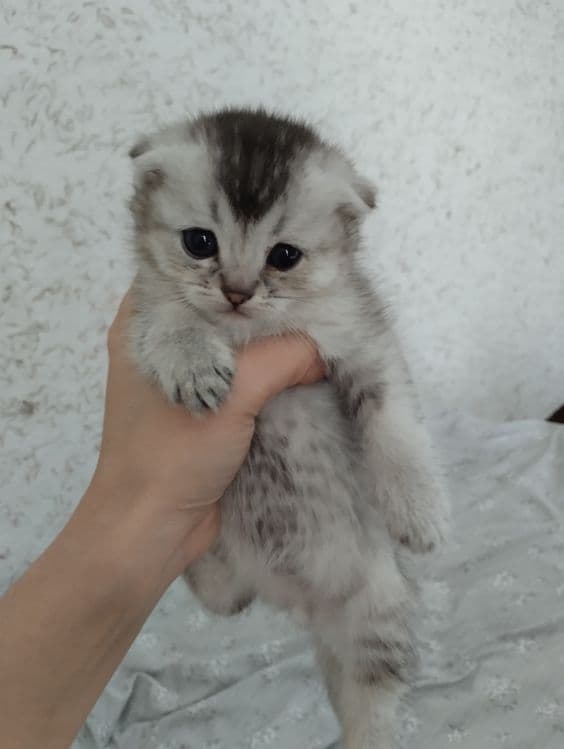 Плюшевые малыши ищут свой дом — 5