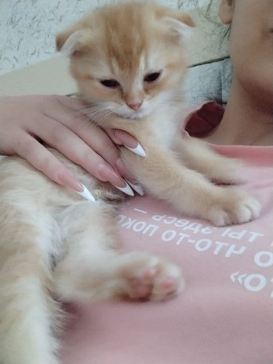 Плюшевые малыши ищут свой дом — 7