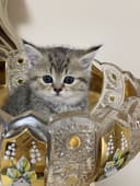 бритш страйт девочка
