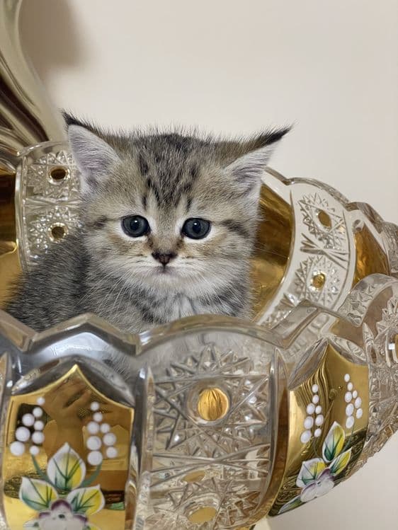 бритш страйт девочка