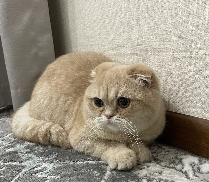 Продаётся скоттиш-фолд — 1