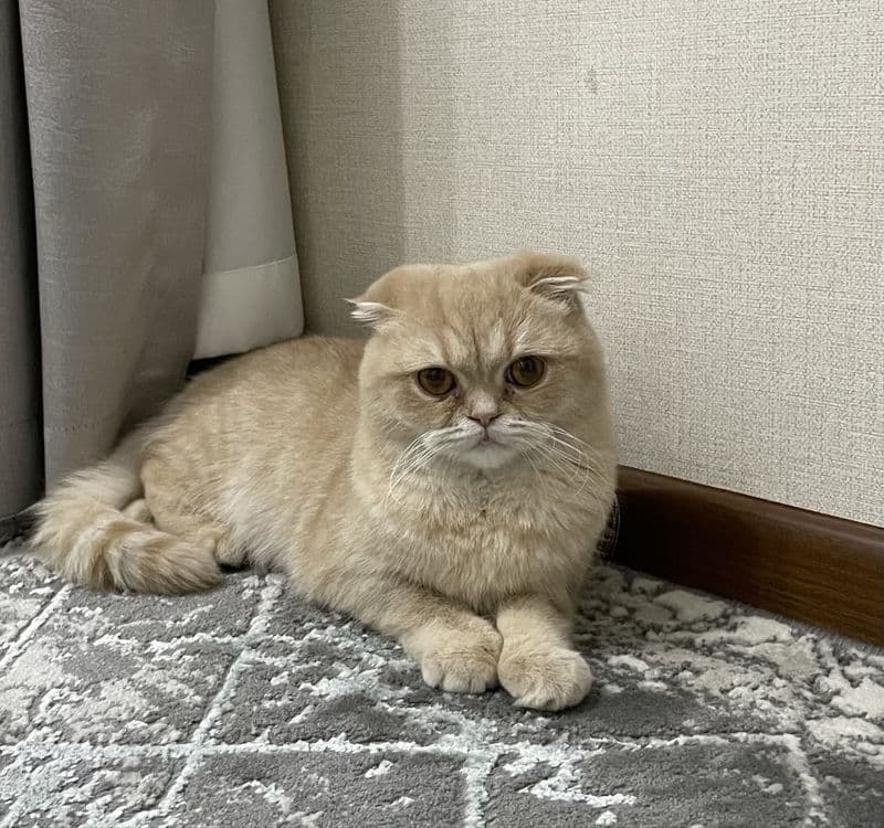 Продаётся скоттиш-фолд — 2