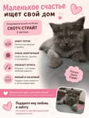 Кошка скотч страйт