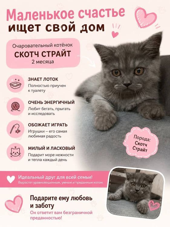 Кошка скотч страйт