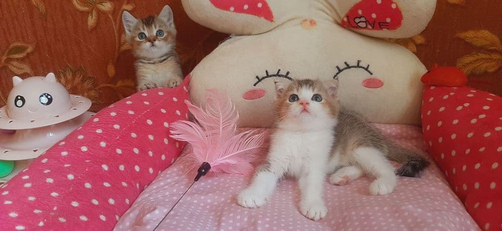 Скоттиш фолд мальчик 2.5 Мес — 2