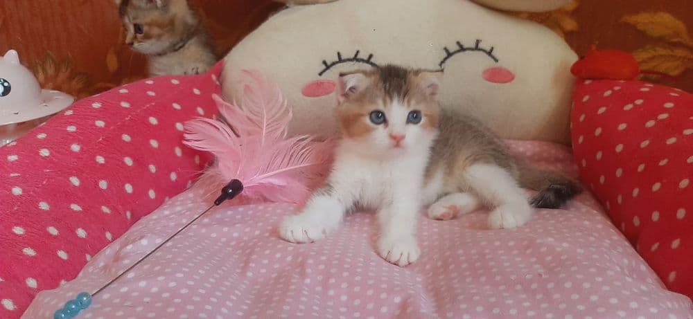 Скоттиш фолд мальчик 2.5 Мес — 3