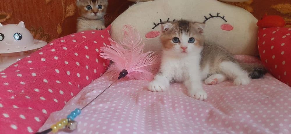 Скоттиш фолд мальчик 2.5 Мес — 4