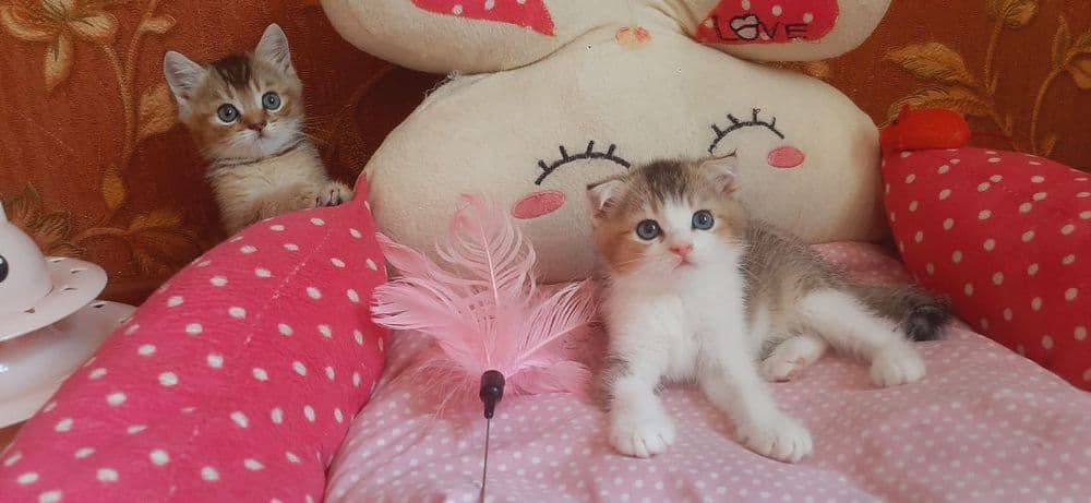 Скоттиш фолд мальчик 2.5 Мес — 5
