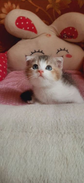 Скоттиш фолд мальчик 2.5 Мес — 6