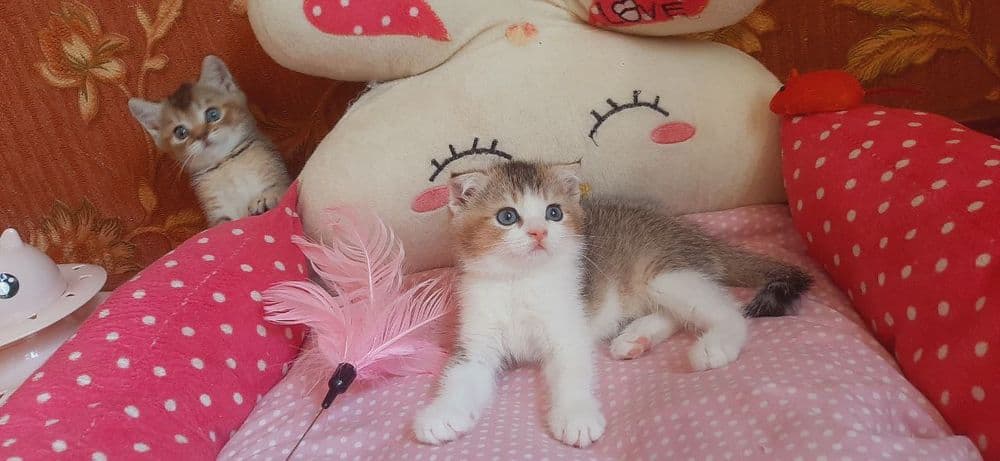 Скоттиш фолд мальчик 2.5 Мес — 7