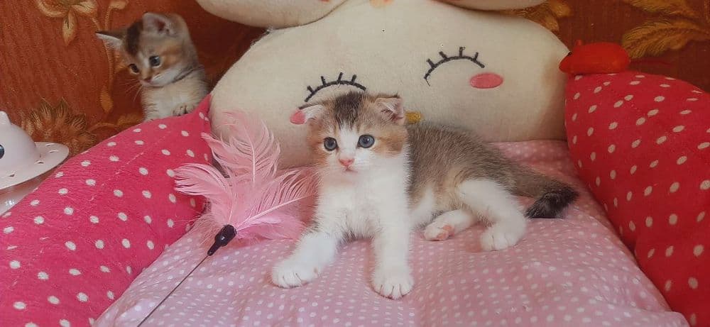 Скоттиш фолд мальчик 2.5 Мес — 8