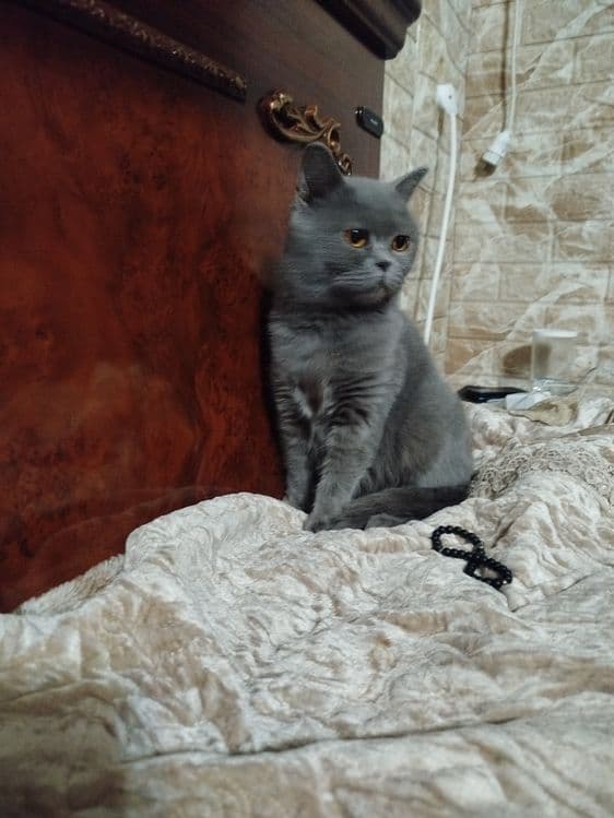 Британская кошка продаю срочно — 2