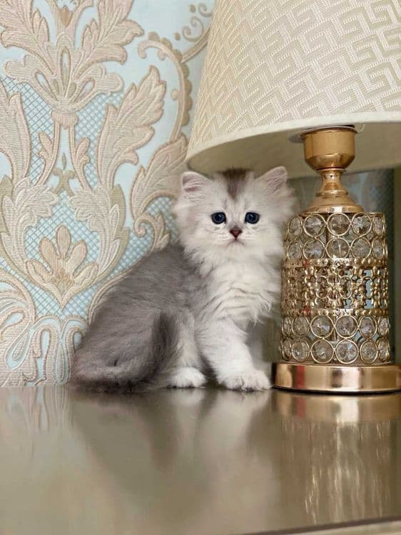 Toza zotli mushuklar sotiladi. Продаются чистокровные котята — 2