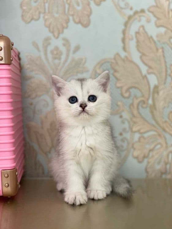 Toza zotli mushuklar sotiladi. Продаются чистокровные котята — 5