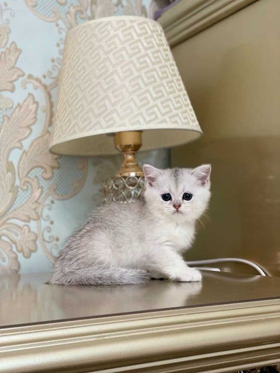 Toza zotli mushuklar sotiladi. Продаются чистокровные котята — 6