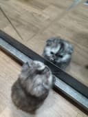 Кошечка девочка скотиш страйт, милая