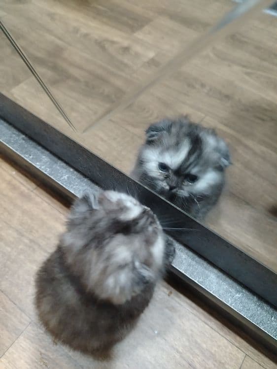Кошечка девочка скотиш страйт, милая — 1