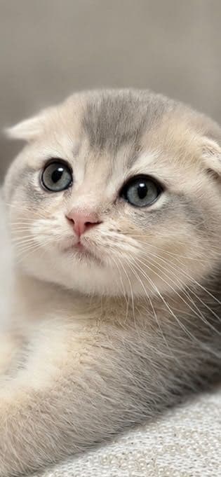 Продаю шотландских котят — 2