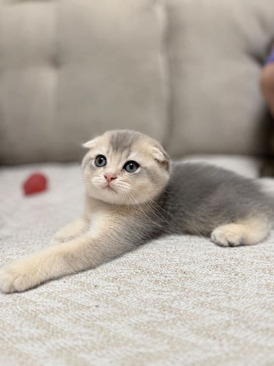 Продаю шотландских котят — 3