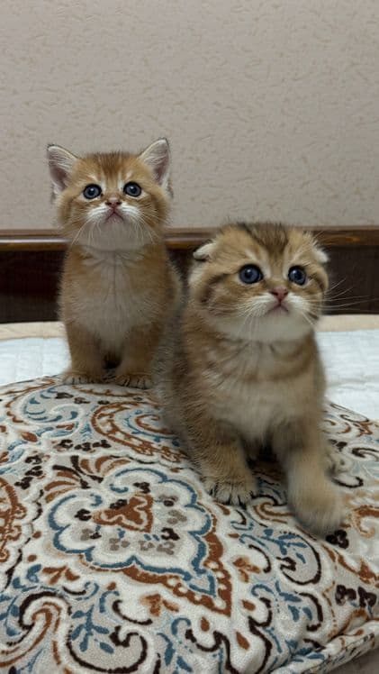 Продаю шотландских котят — 4