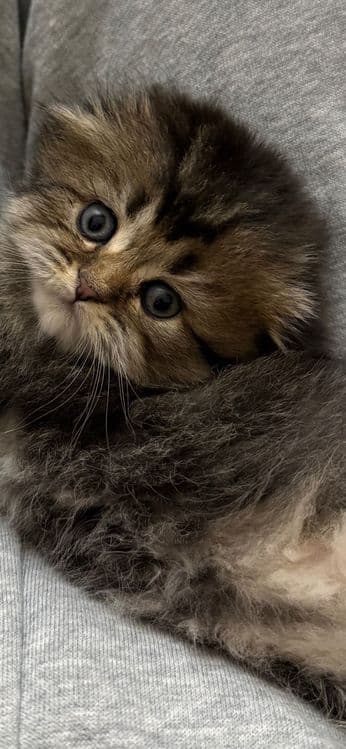 Продаю шотландских котят — 5