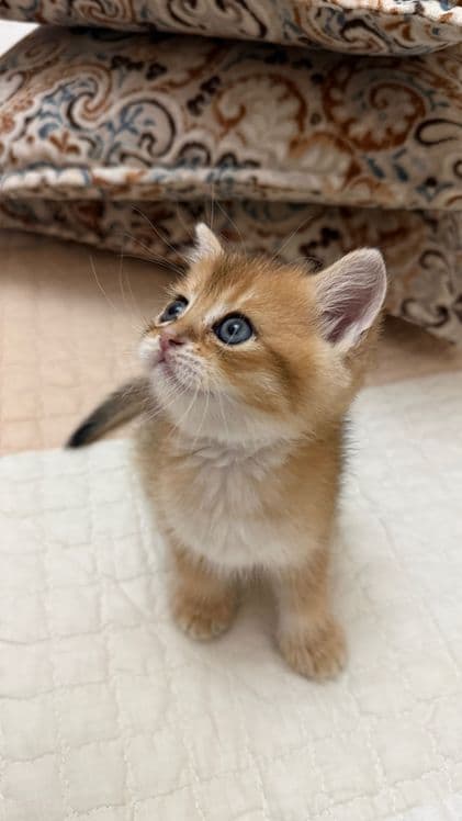Продаю шотландских котят — 6
