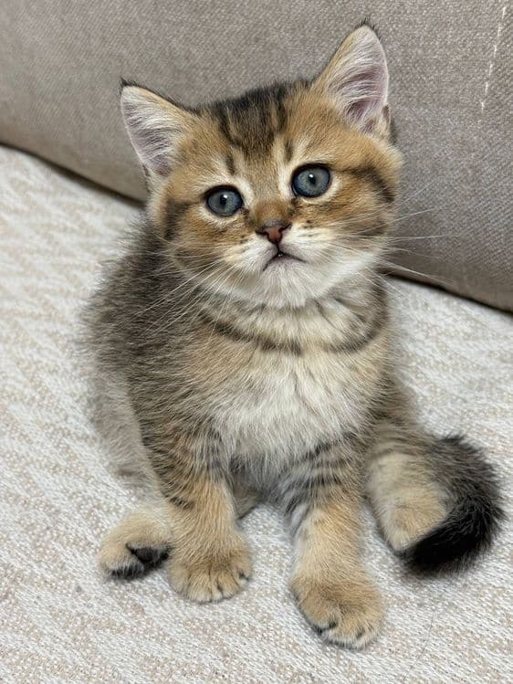 Продаю шотландских котят — 7
