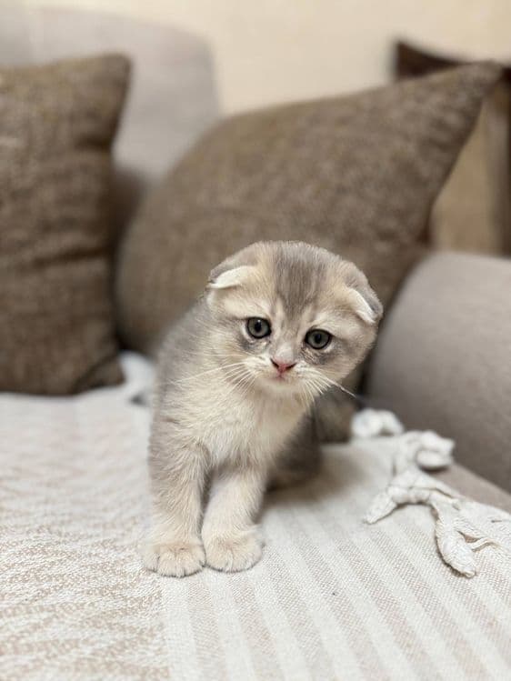 Продаю шотландских котят — 8
