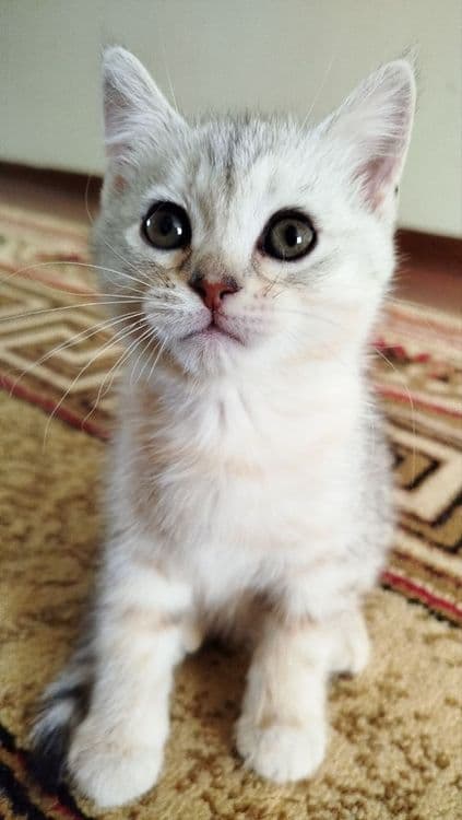 Продаются котята
