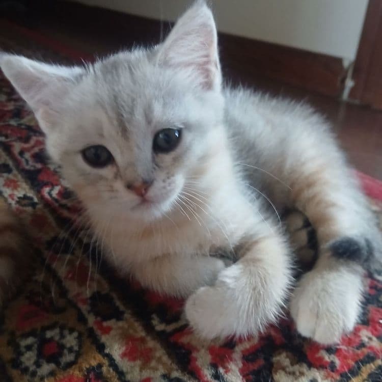 Продаются котята — 2