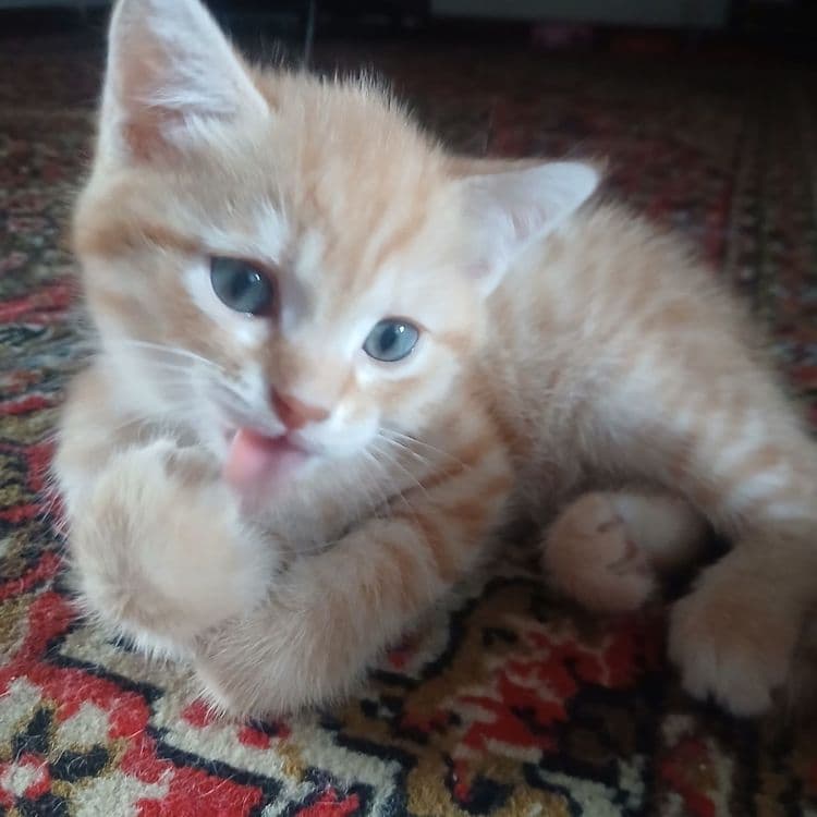 Продаются котята — 3