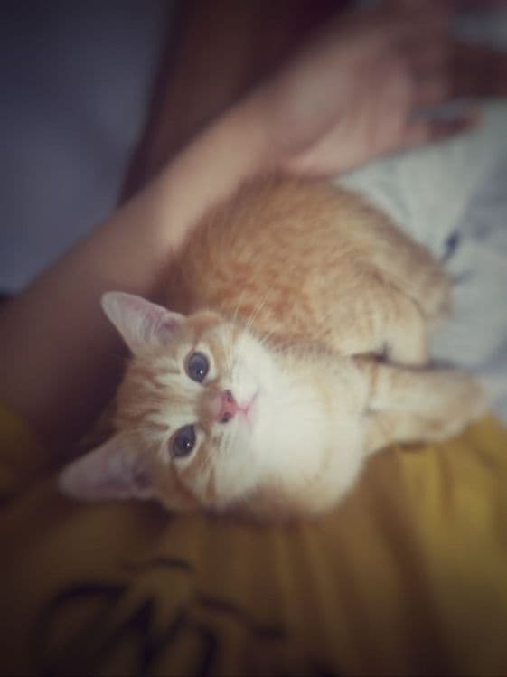 Продаются котята — 4