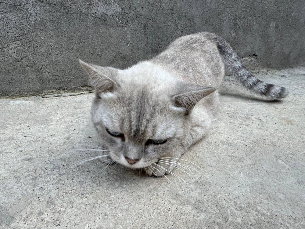 Britanskiy mushuk sotiladi — 4