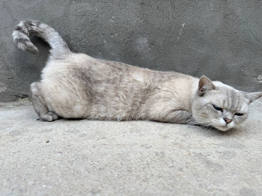 Britanskiy mushuk sotiladi — 5