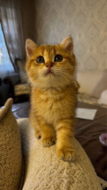 British Shorthair (shotlanka) — 1