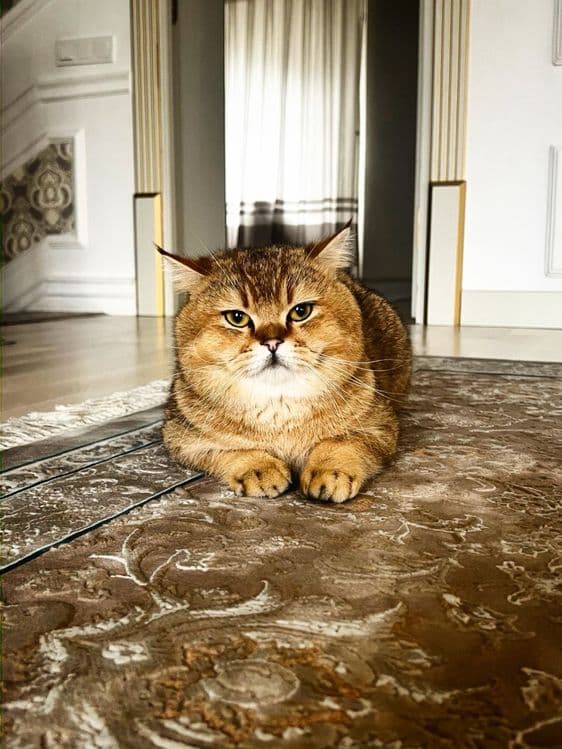 British Shorthair (shotlanka) — 2