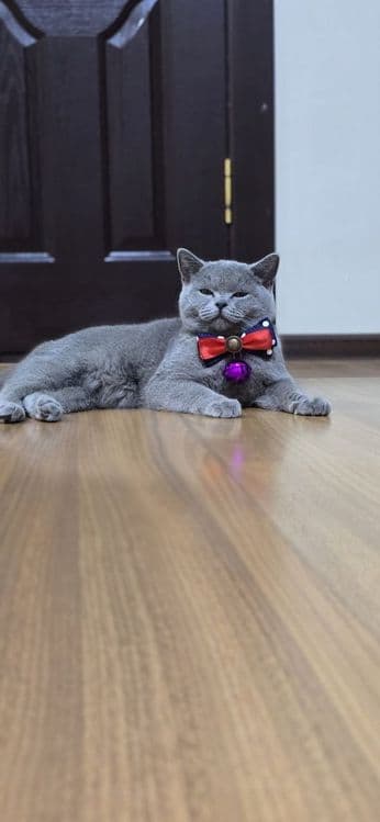 Скоттиш страйт Scottish straight — 4