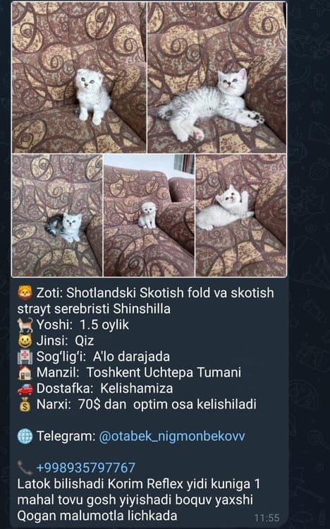 Кошка продаётся. — 2