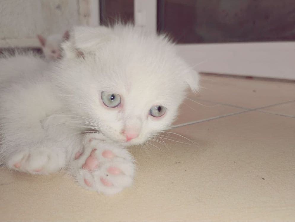 Продаются пародистые  котята — 2