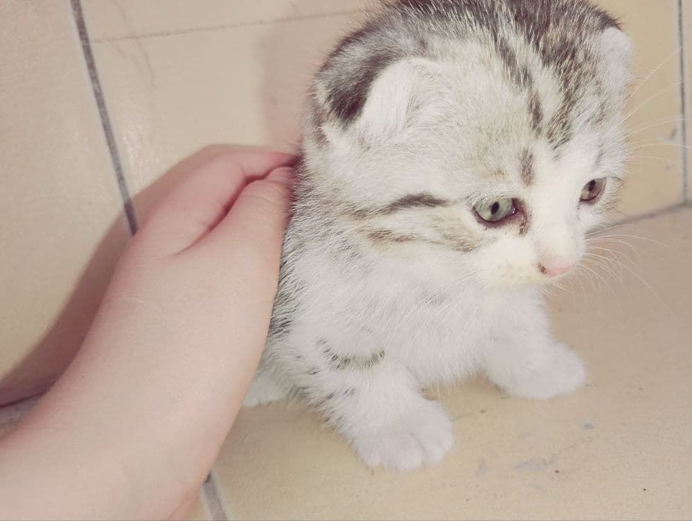 Продаются пародистые  котята — 3