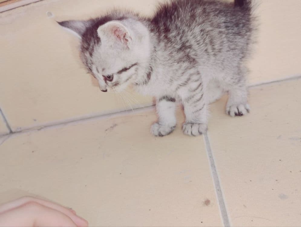 Продаются пародистые  котята — 4