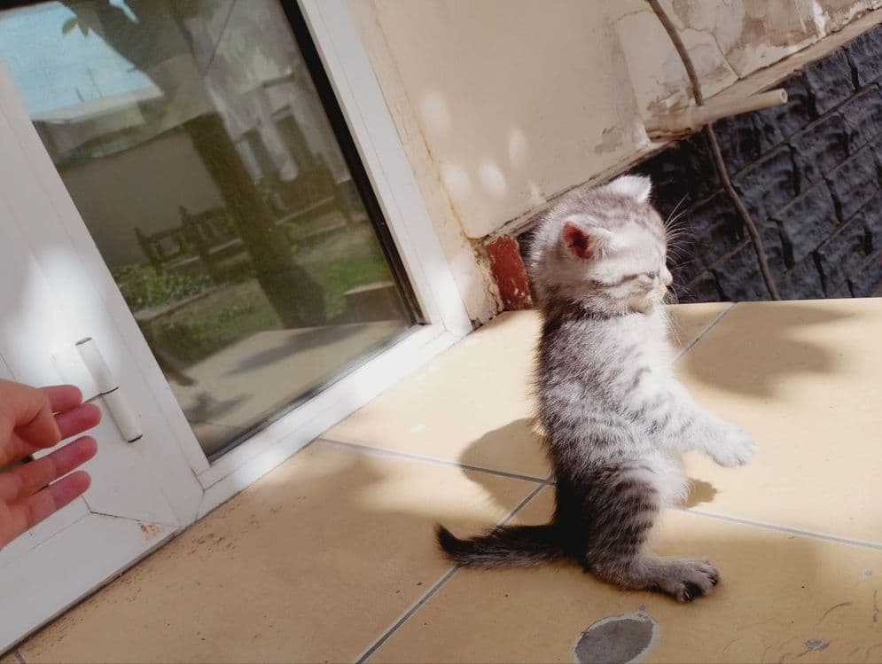 Продаются пародистые  котята — 5