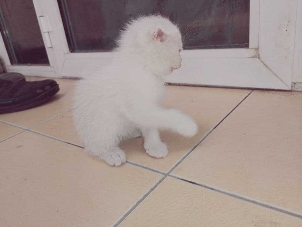 Продаются пародистые  котята — 6